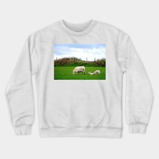 Sheep on Aughris Coastal Walk, Co. Sligo, Ireland Crewneck Sweatshirt